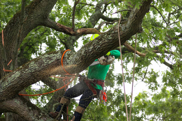 Best Stump Grinding and Removal  in Pine Grove Mills, PA